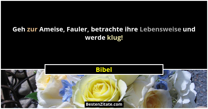 Geh zur Ameise, Fauler, betrachte ihre Lebensweise und werde klug!... - Bibel