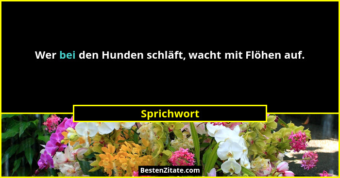 Wer bei den Hunden schläft, wacht mit Flöhen auf.... - Sprichwort