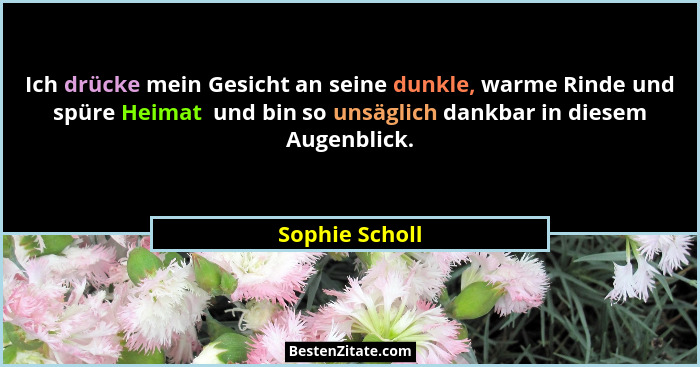 Ich drücke mein Gesicht an seine dunkle, warme Rinde und spüre Heimat  und bin so unsäglich dankbar in diesem Augenblick.... - Sophie Scholl