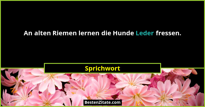 An alten Riemen lernen die Hunde Leder fressen.... - Sprichwort