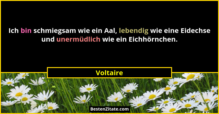 Ich bin schmiegsam wie ein Aal, lebendig wie eine Eidechse und unermüdlich wie ein Eichhörnchen.... - Voltaire