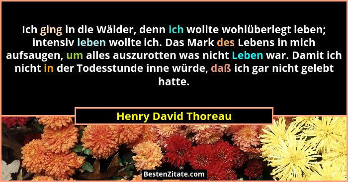 Ich ging in die Wälder, denn ich wollte wohlüberlegt leben; intensiv leben wollte ich. Das Mark des Lebens in mich aufsaugen, um... - Henry David Thoreau