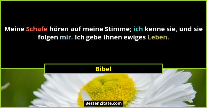 Meine Schafe hören auf meine Stimme; ich kenne sie, und sie folgen mir. Ich gebe ihnen ewiges Leben.... - Bibel