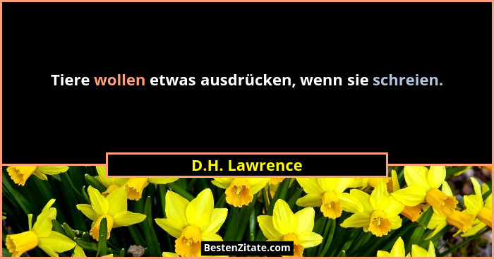 Tiere wollen etwas ausdrücken, wenn sie schreien.... - D.H. Lawrence