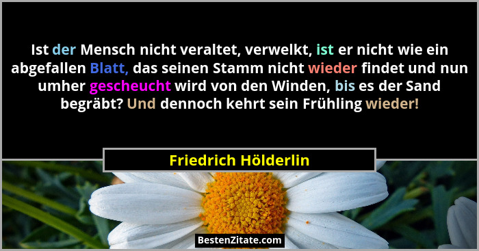 Ist der Mensch nicht veraltet, verwelkt, ist er nicht wie ein abgefallen Blatt, das seinen Stamm nicht wieder findet und nun umh... - Friedrich Hölderlin