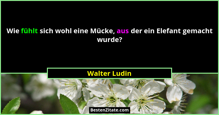 Wie fühlt sich wohl eine Mücke, aus der ein Elefant gemacht wurde?... - Walter Ludin