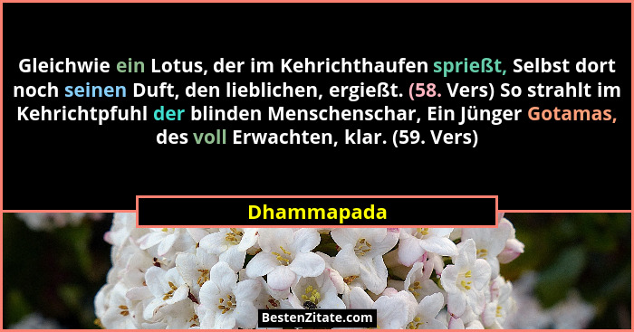 Gleichwie ein Lotus, der im Kehrichthaufen sprießt, Selbst dort noch seinen Duft, den lieblichen, ergießt. (58. Vers) So strahlt im Kehri... - Dhammapada